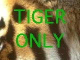 Tiger only