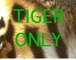 Tiger only